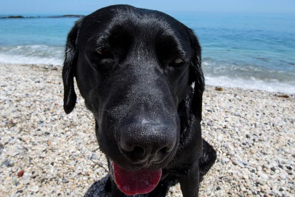 Gezicht Van Een Zwarte Hond Het Strand — Stockfoto