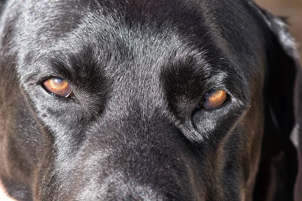 Черный Лабрадор Собачьими Глазами — стоковое фото