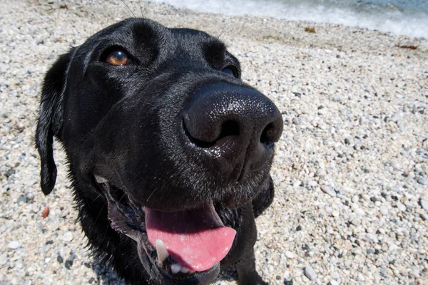 Gezicht Van Een Zwarte Hond Het Strand — Stockfoto