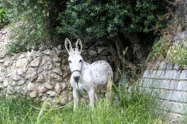 Âne Blanc Qui Marchait Sur Une Prairie — Photo