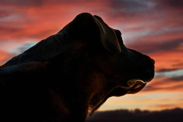 Profil Ansikte Svart Labrador Retriever — Stockfoto