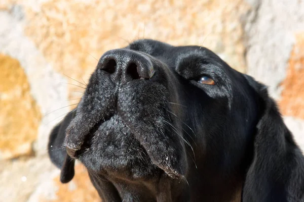 Detalle Del Hocico Perro Labrador Retriever Negro — Foto de Stock