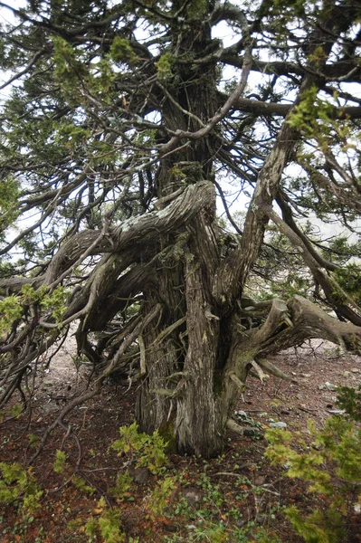 Sprawling crowns of pine trees on the ground, their broken trunks and twisted branches testify to strong winds at the top of Olympus