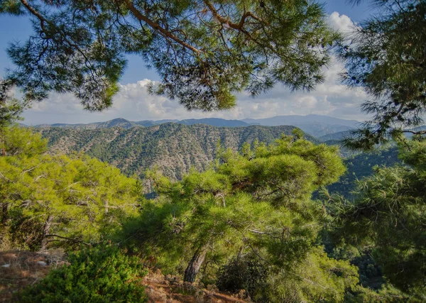 Bir panorama fotoğraf için, genellikle çam kalın iğneler bir pencere için bakmak zorunda.