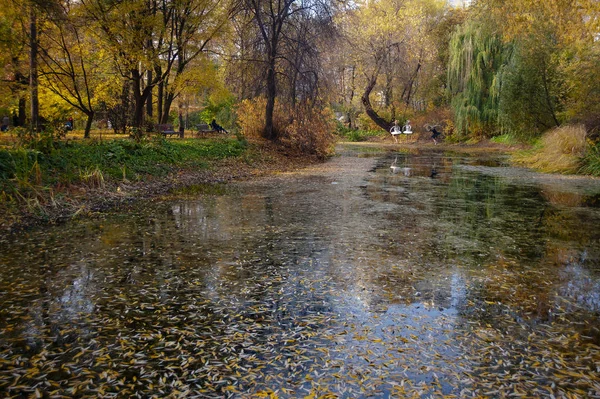 Moskova'da en eski Botanik bahçesinde Altın sonbahar 