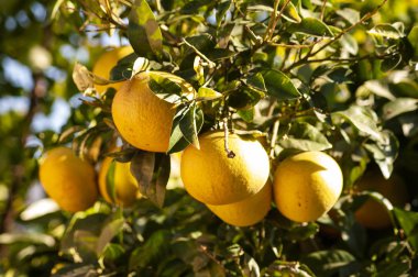 Bu bahçede olgunlaşan narenciye demetleri dokunabilir.