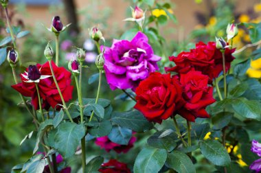 Kilisenin etrafına çiçek dikme geleneği, kilise çitinin içine toplum üyelerinin gömülme geleneğinden gelir..    