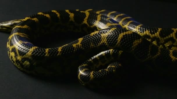 Yellow anaconda in studio — Stock Video