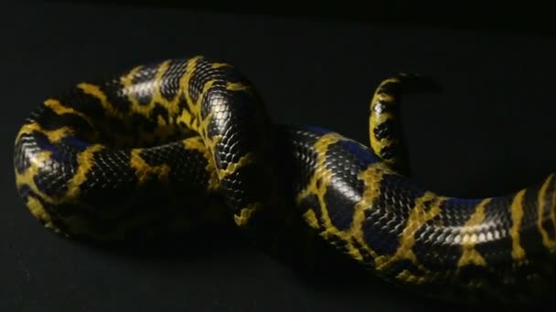 Knot of yellow snake — Stock Video