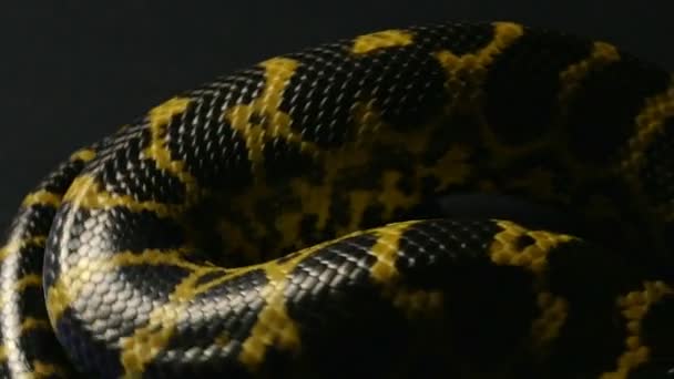 Rastejando animal de estimação amarelo anaconda — Vídeo de Stock