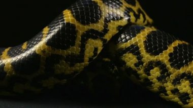 Düğüm sarı python ile tarama