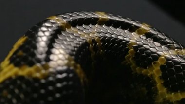 Anaconda yılan derisi havaya ateş kapatın