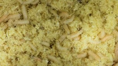 Talaş sinek larvaları kıpır kıpır