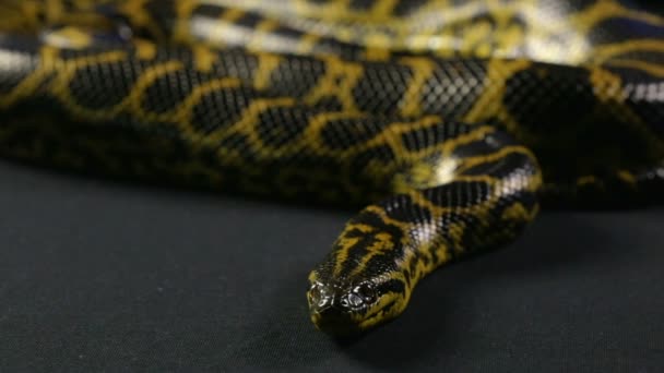 Cabeza de anaconda amarilla — Vídeo de stock