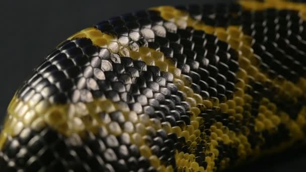 Closeup střelbu z hadí kůže — Stock video