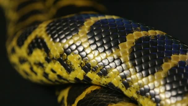 Gros plan prise de vue de l'anaconda jaune — Video