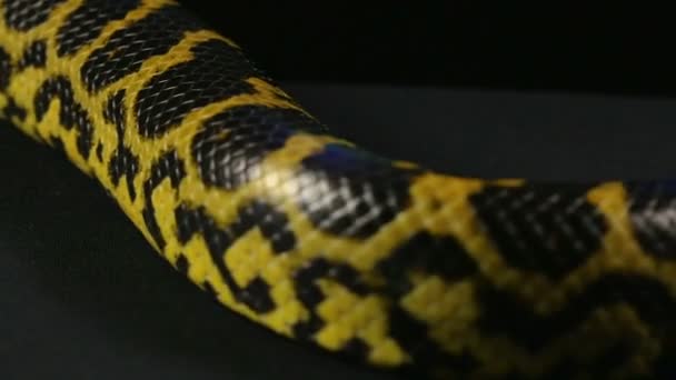 Anaconda strisciante su sfondo nero — Video Stock