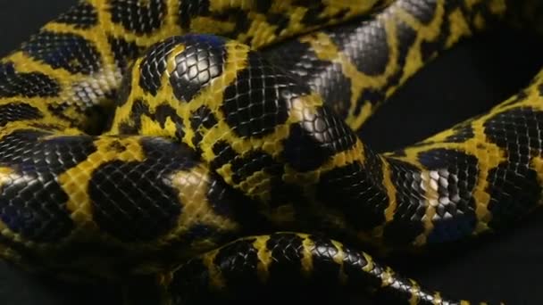 Kruipende anaconda in studio — Stockvideo