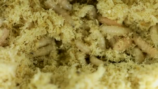 Agitando larvas em serragem — Vídeo de Stock