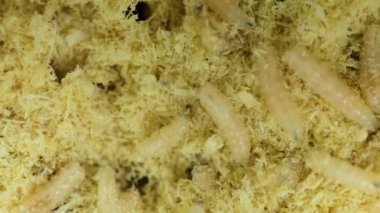 Larva talaş içinde karıştırma