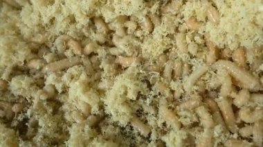 Ahşap talaş içinde gezinme larva