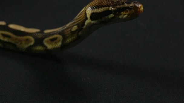 Video van slang - op zoek bal python — Stockvideo