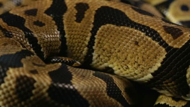 Modello di pelle di serpente di pitone palla — Video Stock