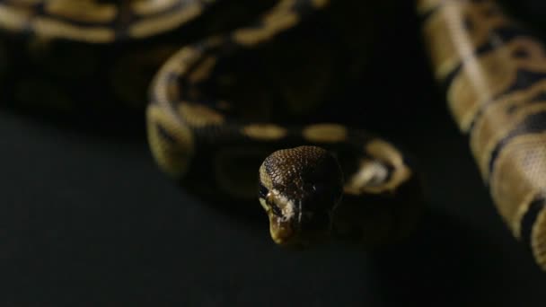 Kriechender Königspython im Schatten — Stockvideo