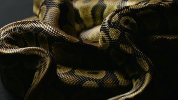 Slangenhuid van twee bal pythons in schaduw — Stockvideo