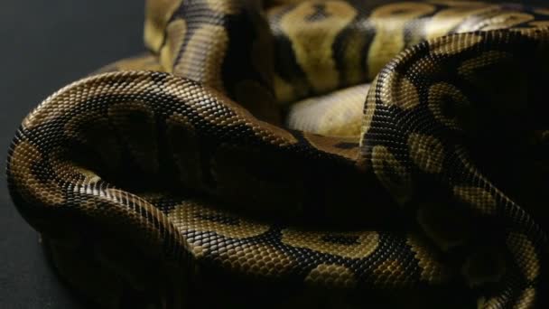Piel de serpiente de pitón de bola en sombra — Vídeo de stock