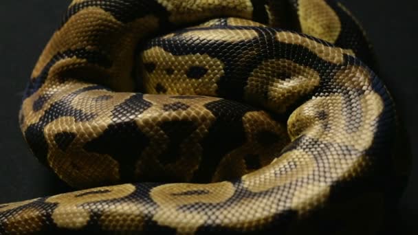 Textura de piel de serpiente de pitones reales — Vídeos de Stock
