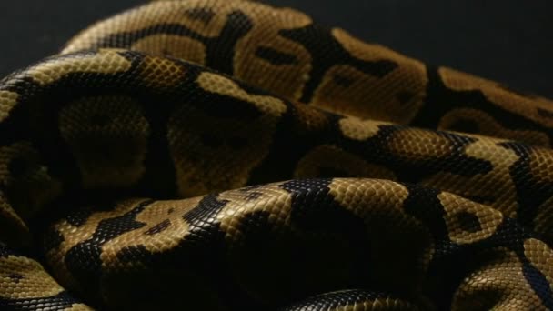Texture of royal ball pythons snakeskin — Stock Video