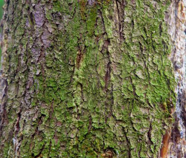 Ağaç kabuğunun dokusu