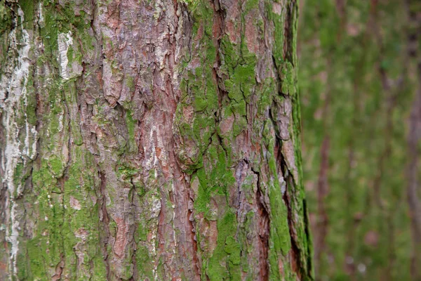 Trädbark och grön mossa — Stockfoto