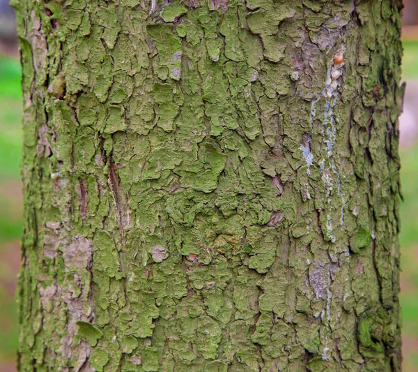Ağaç kabuğu ve yosun — Stok fotoğraf