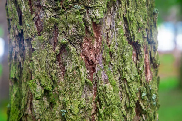 Texture di corteccia di albero con muschio — Foto Stock