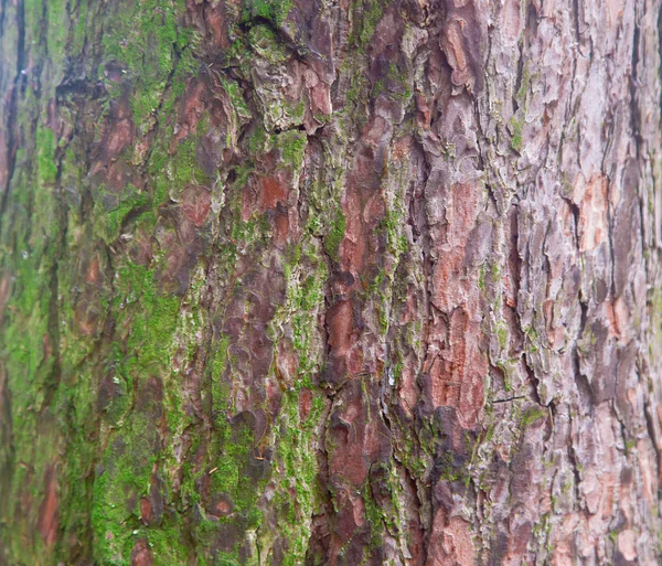 Texture d'écorce de bois avec mousse verte — Photo