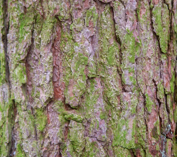 Texture d'écorce de bois avec mousse — Photo