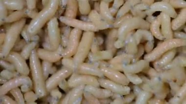 Beyaz sürünen kurtçuklar, makro