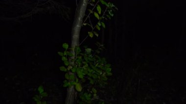 Ormanda yürüyüş gece görüntüleri