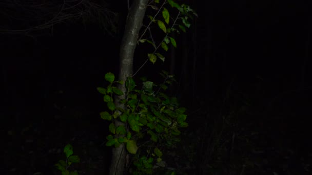 Filmación de la noche caminando por el bosque — Vídeo de stock