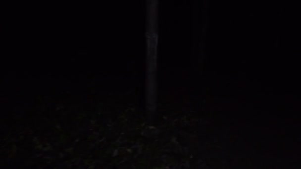 Vidéo de marche nocturne dans la forêt 
