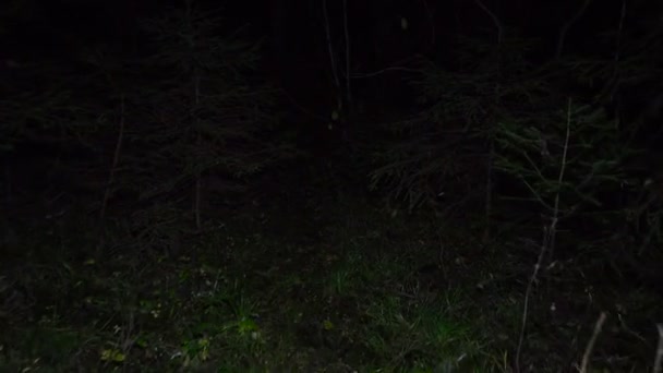 Night walking in the forest — Stock Video