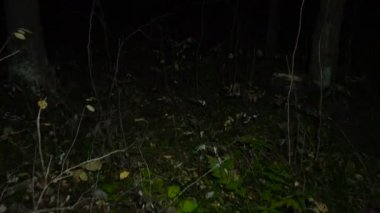 Ormanda yürüyüş sonbaharda gece görüntüleri