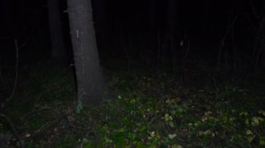 Ormanda yürüyüş sonbaharda gece video