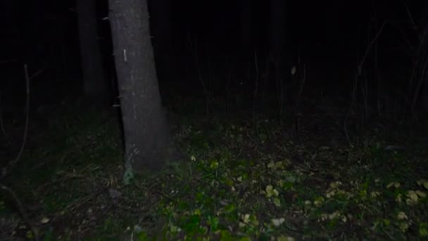 Vídeo da noite caminhando pela floresta no outono — Vídeo de Stock