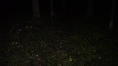 Gece sonbahar ormanda yürüyüş