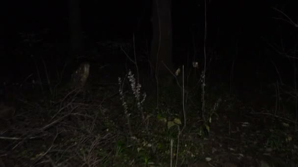 Natt skog i höst — Stockvideo