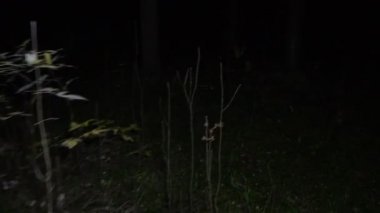 Sonbahar gece ormanda görüntüleri