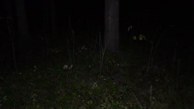 Sonbahar gece ormanda video